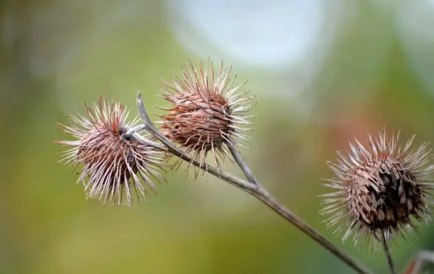 11 sneglesikre planter til køkkenhaven