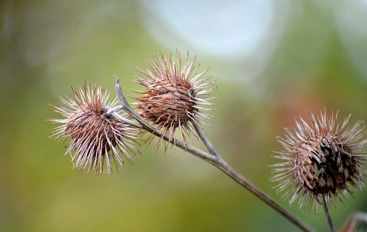 11 sneglesikre planter til køkkenhaven