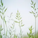 7 lavtvoksende prydgræsser til små forhavebede