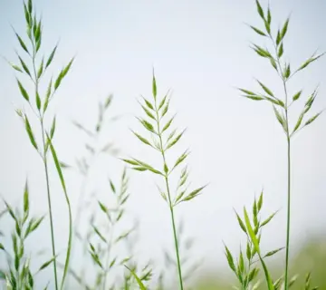 7 lavtvoksende prydgræsser til små forhavebede