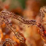 9 bunddækkeplanter til tør skygge under træer