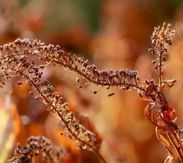 9 bunddækkeplanter til tør skygge under træer