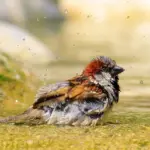 9 hurtige tricks til at rense fugerne i brusekabinen