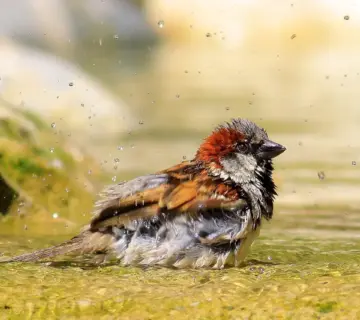 9 hurtige tricks til at rense fugerne i brusekabinen