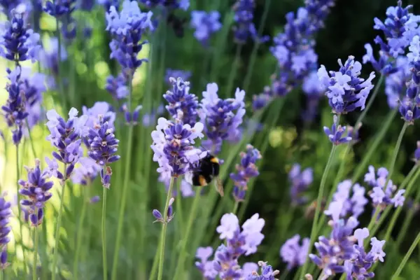 Bestøvningsvenlig haveplan til bier og sommerfugle