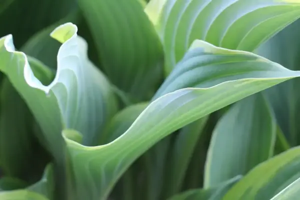 De bedste skyggeplanter til et nordvendt bed