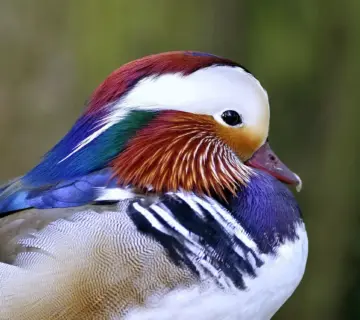 Frås: løsning til dit krydsord