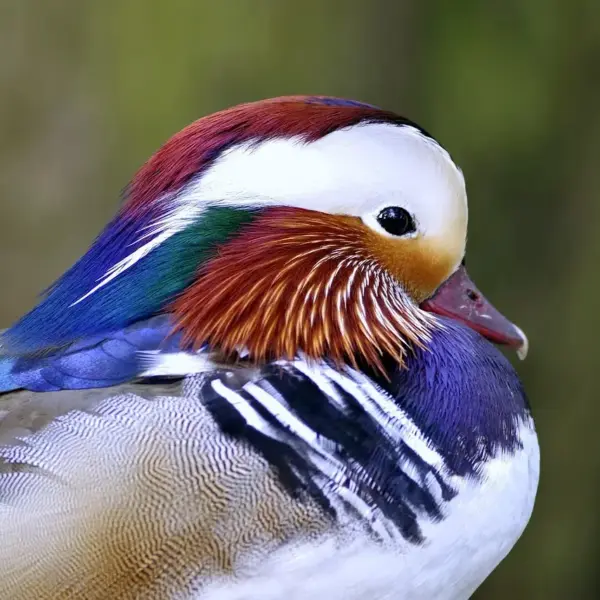 Frås: løsning til dit krydsord