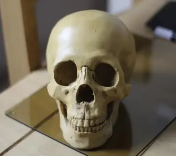 Hvor mange knogler har et menneske? Opdag de overraskende hemmeligheder i dit skelet