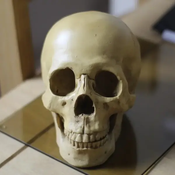 Hvor mange knogler har et menneske? Opdag de overraskende hemmeligheder i dit skelet