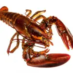 Krydsord Svar for Skaldyr