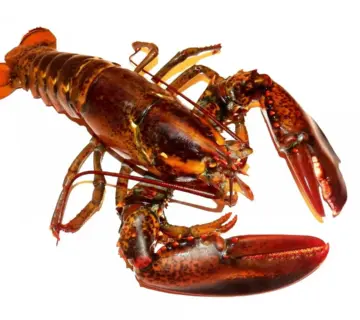 Krydsord Svar for Skaldyr