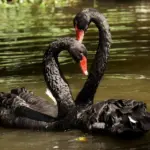 Medvirkende i Black Swan