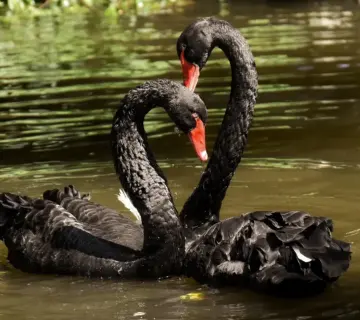 Medvirkende i Black Swan