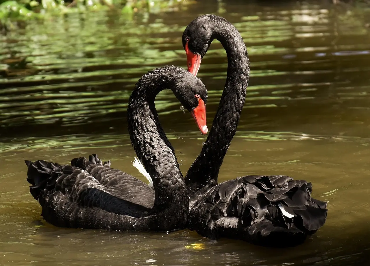 Medvirkende i Black Swan