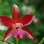 Medvirkende i Colombiana