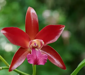 Medvirkende i Colombiana