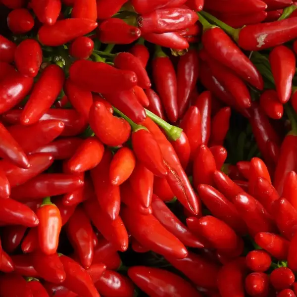 Medvirkende i Love Is Blind