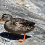 Navn i krydsord løsninger