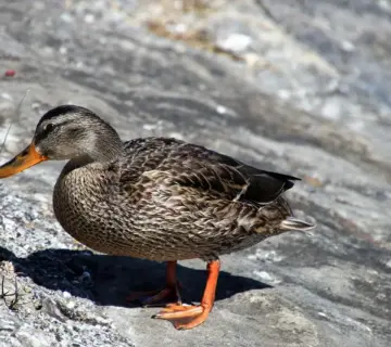 Navn i krydsord løsninger