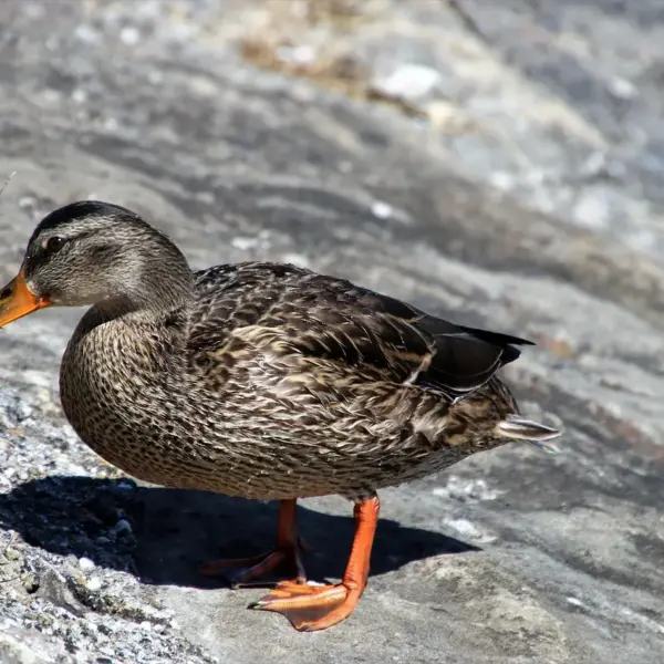 Navn i krydsord løsninger