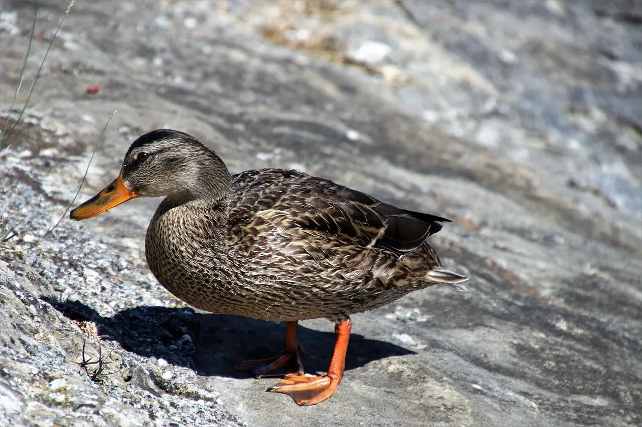 Navn i krydsord løsninger