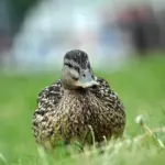 Ordliste til Mundhugges krydsord