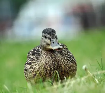 Ordliste til Mundhugges krydsord