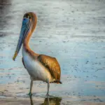 Pigenavne med B   Navne med sjæl og karakter