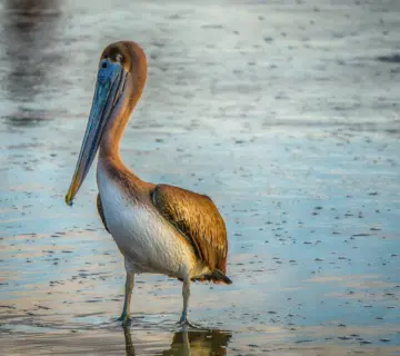 Pigenavne med B   Navne med sjæl og karakter