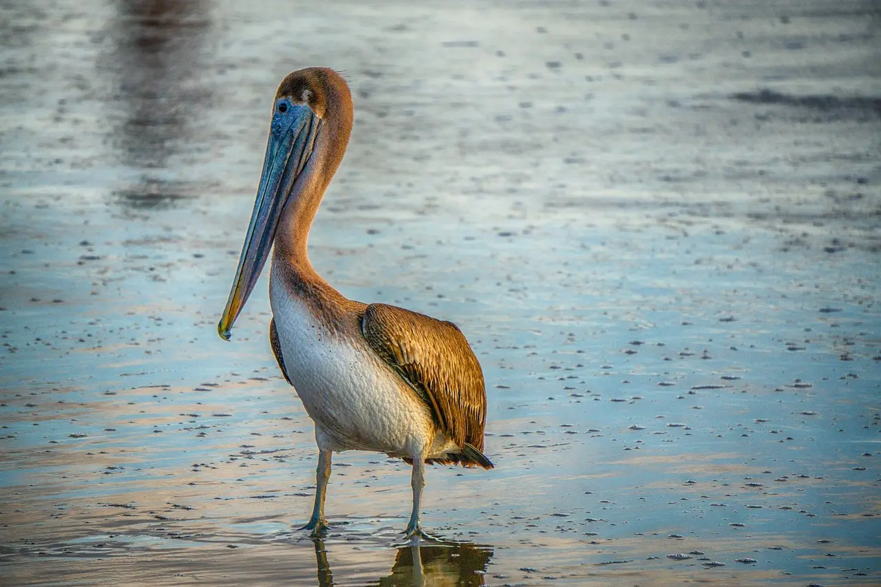 Pigenavne med B   Navne med sjæl og karakter