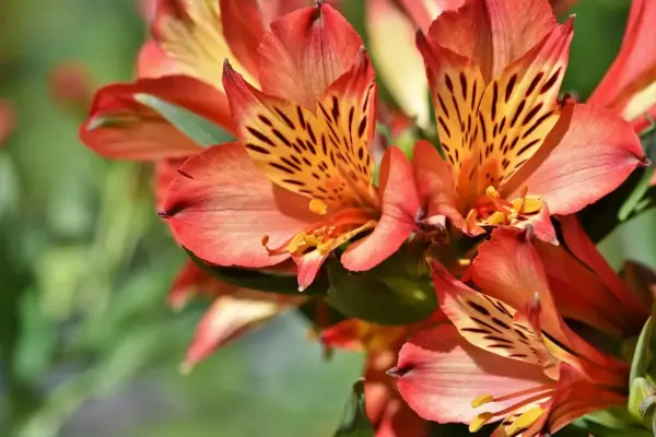 Plan for et surbundsbed i halvskygge med blomstring