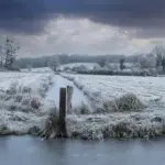 Sådan anlægger du et præriebed i sandjord