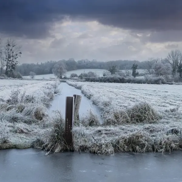 Sådan anlægger du et præriebed i sandjord