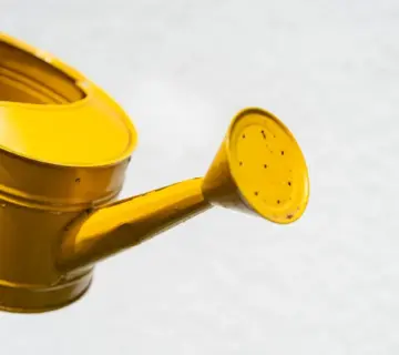 Sådan får du krukkesommer uden daglig vanding