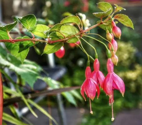 Sådan laver du et regnbed i en lille rækkehushave