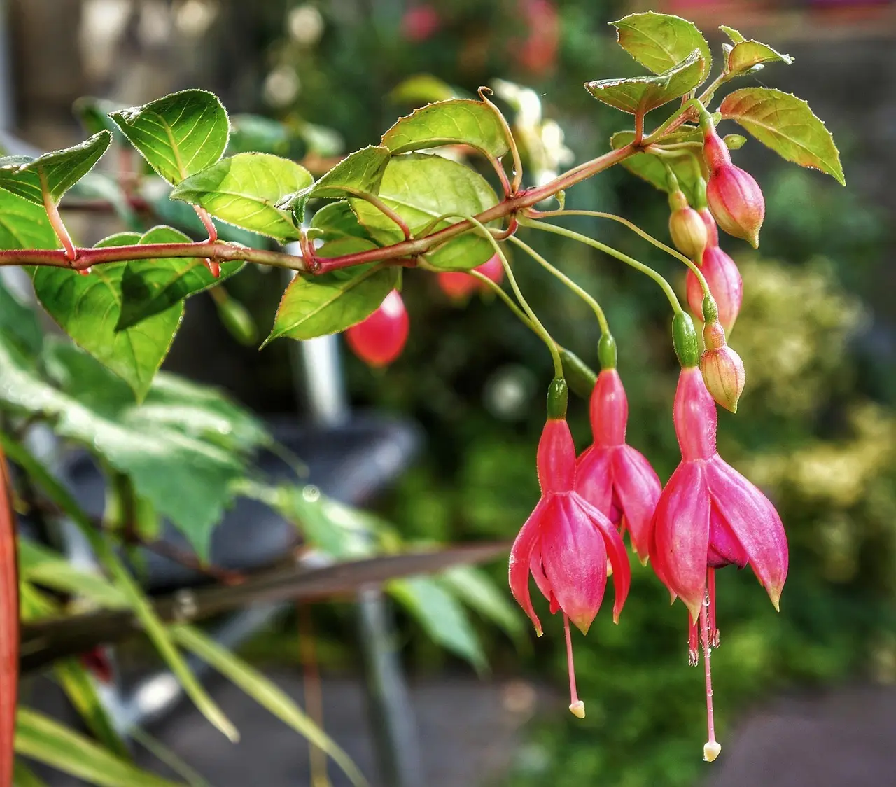 Sådan laver du et regnbed i en lille rækkehushave