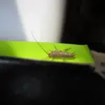 Sådan slipper du af med sølvfisk på badeværelset