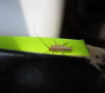 Sådan slipper du af med sølvfisk på badeværelset