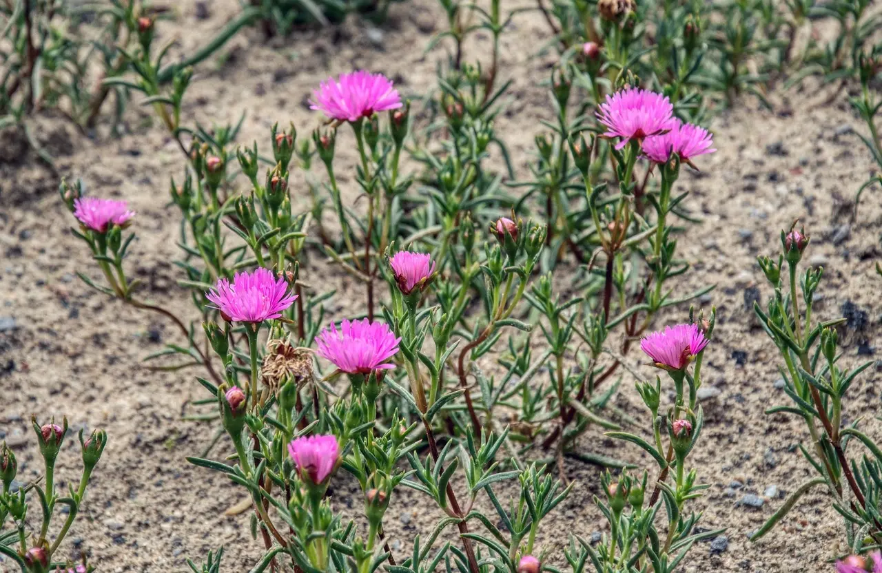 Staudebed i sandjord med lav vedligeholdelse: en guide