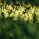 Stedsegrønne hække, der tåler kystnær blæst