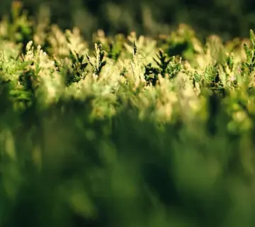 Stedsegrønne hække, der tåler kystnær blæst