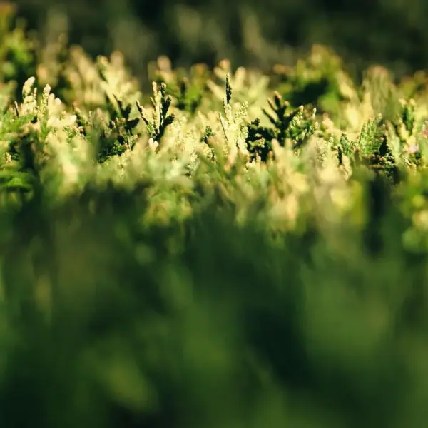 Stedsegrønne hække, der tåler kystnær blæst