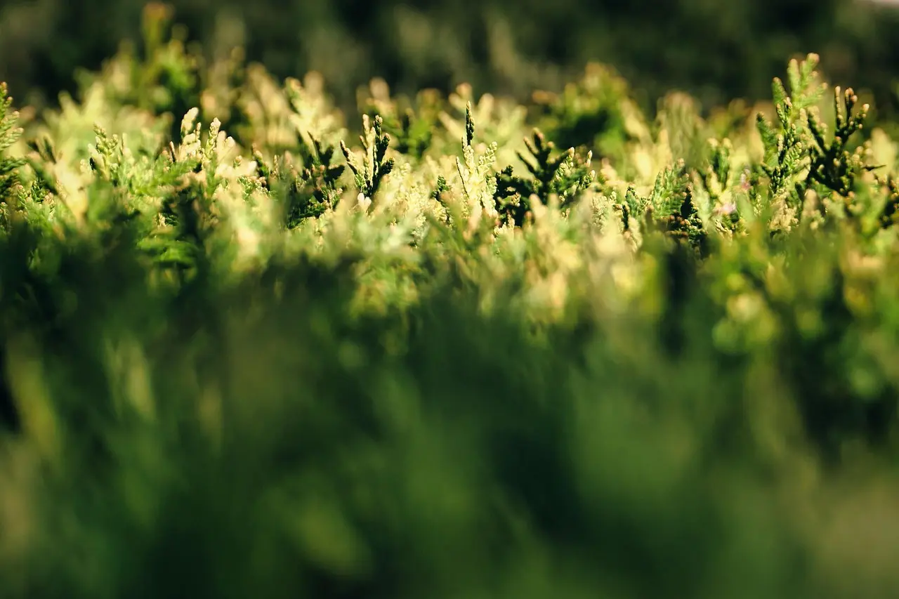 Stedsegrønne hække, der tåler kystnær blæst