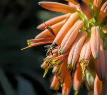 Stenbed med sukkulenter ved en varm sydmur