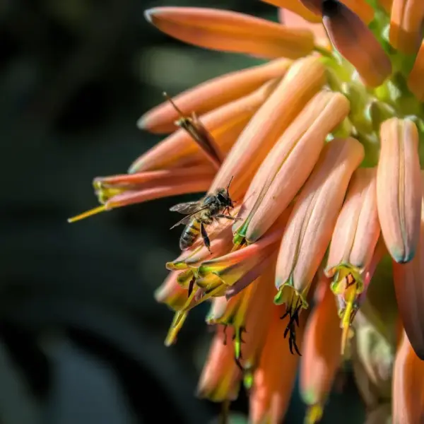 Stenbed med sukkulenter ved en varm sydmur