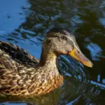 Ugift svar til dit krydsord