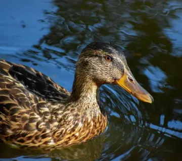 Ugift svar til dit krydsord