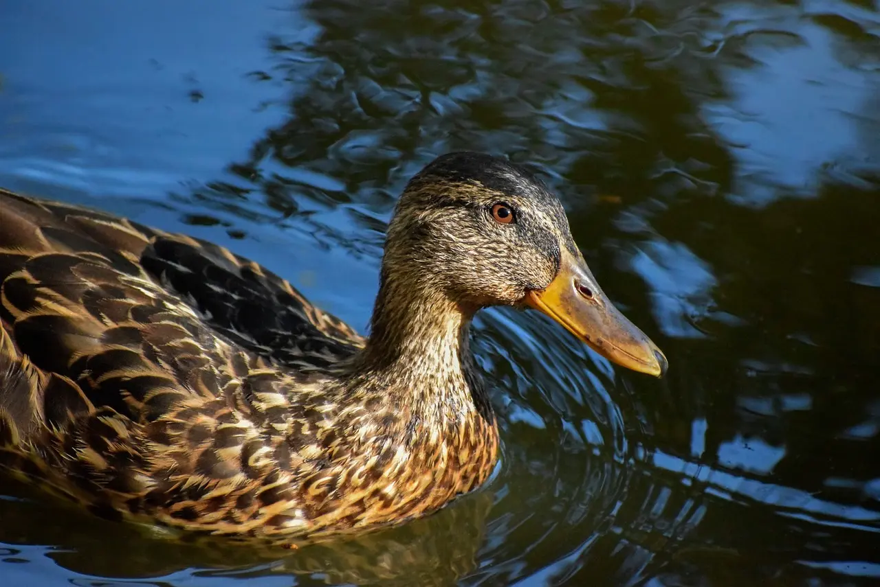 Ugift svar til dit krydsord