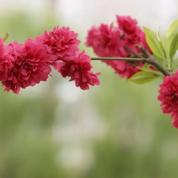 Ukendt opkald fra telefonnummer 82 30 30 40 – Tag den?